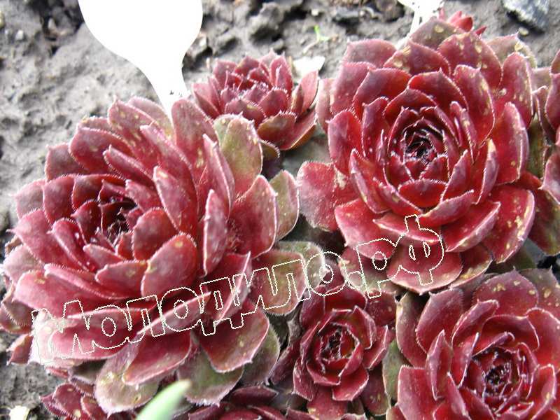 Sempervivum