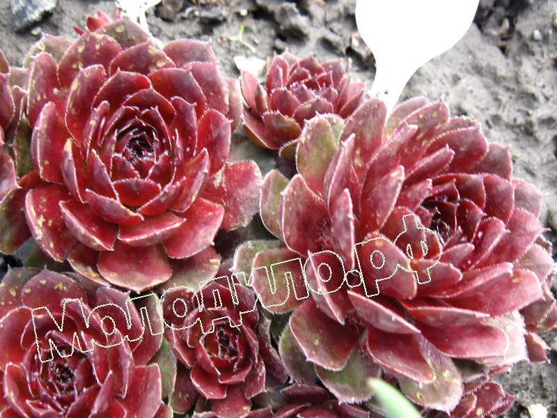 Sempervivum