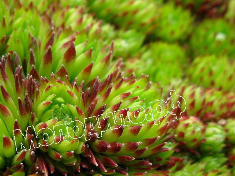 Sempervivum