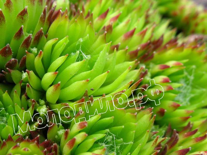 Sempervivum