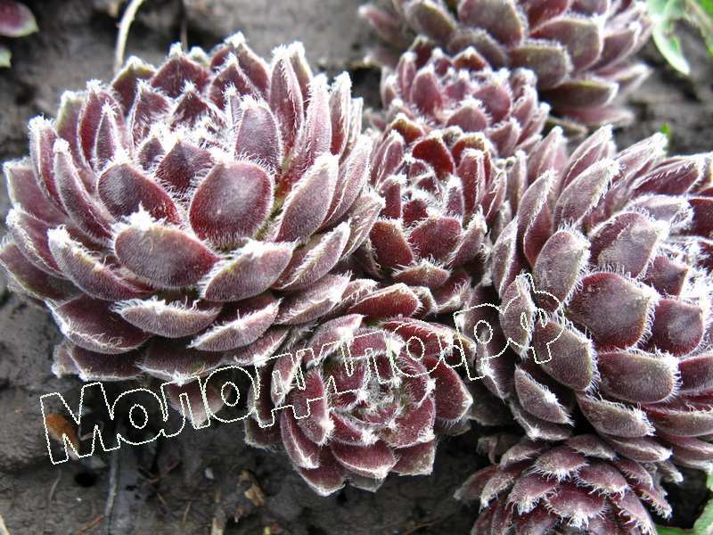 Sempervivum