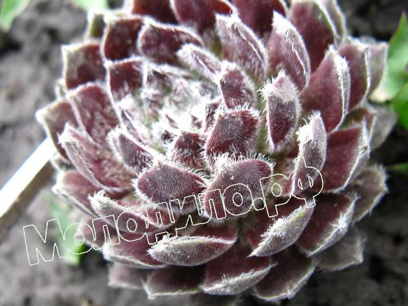 Sempervivum