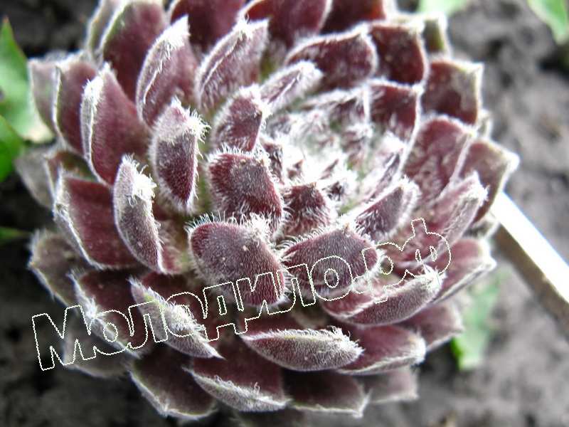 Sempervivum