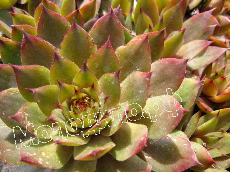 Sempervivum