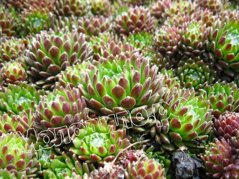 Sempervivum