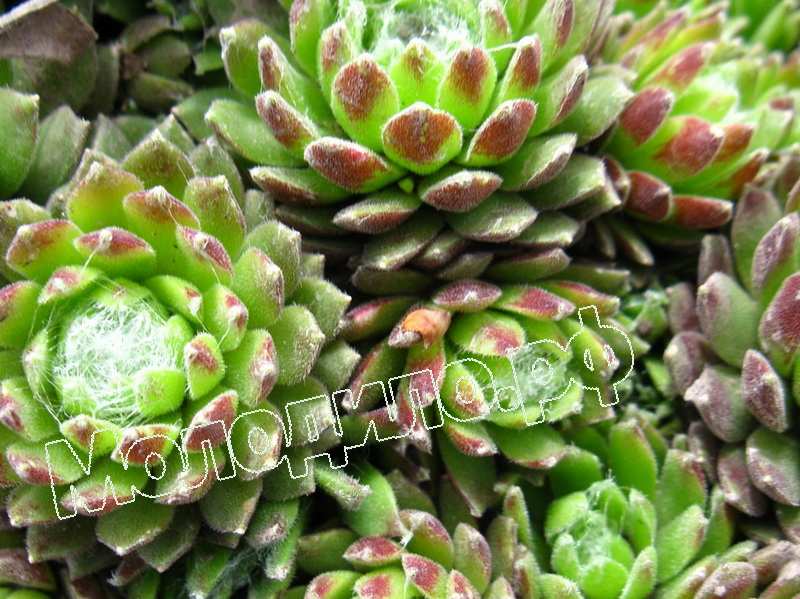 Sempervivum