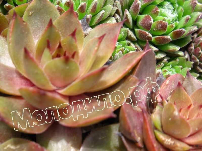 Sempervivum