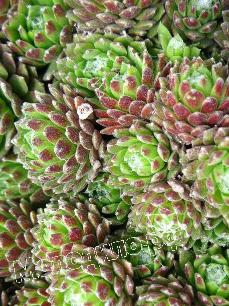 Sempervivum