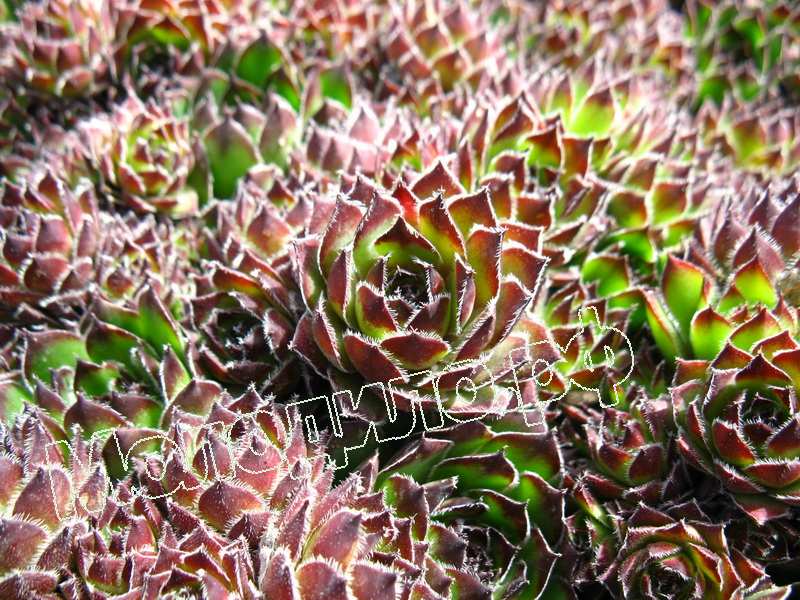 Sempervivum