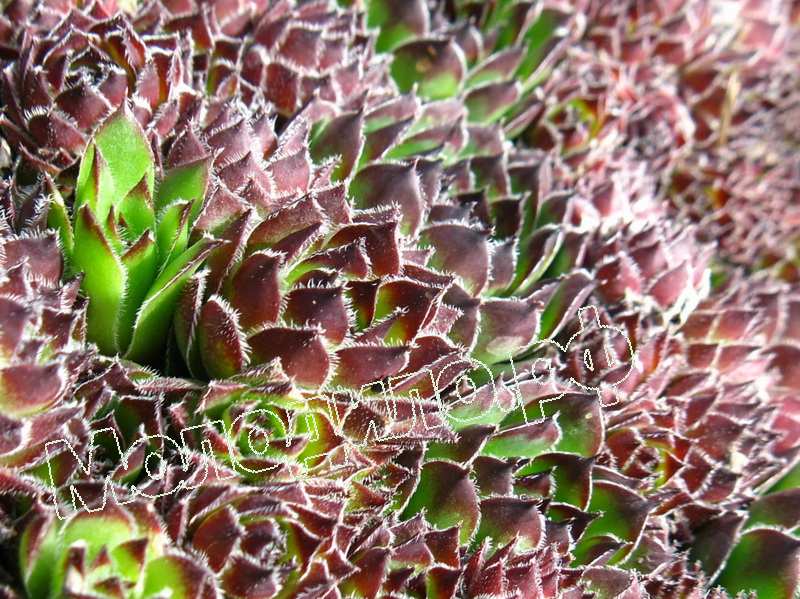 Sempervivum