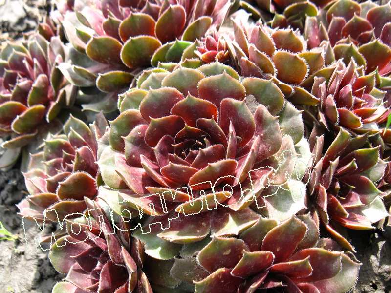 Sempervivum