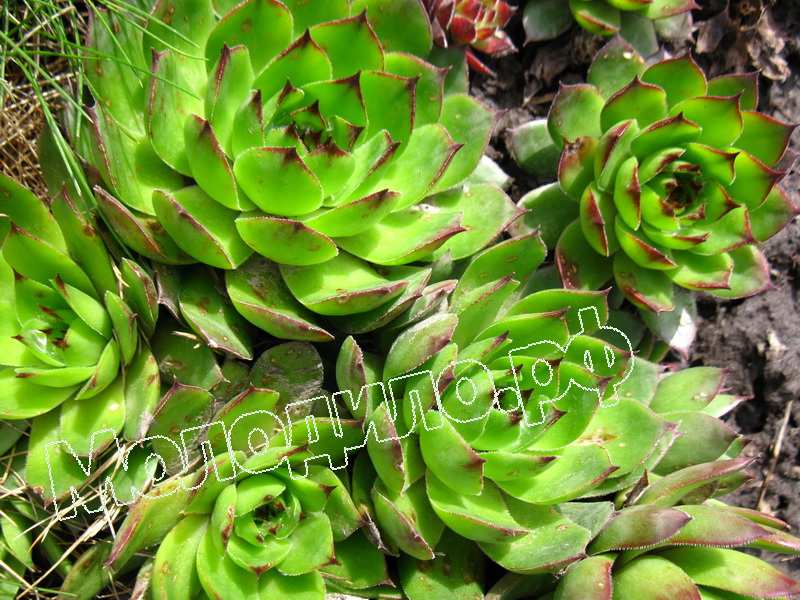 Sempervivum