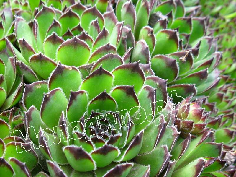 Sempervivum