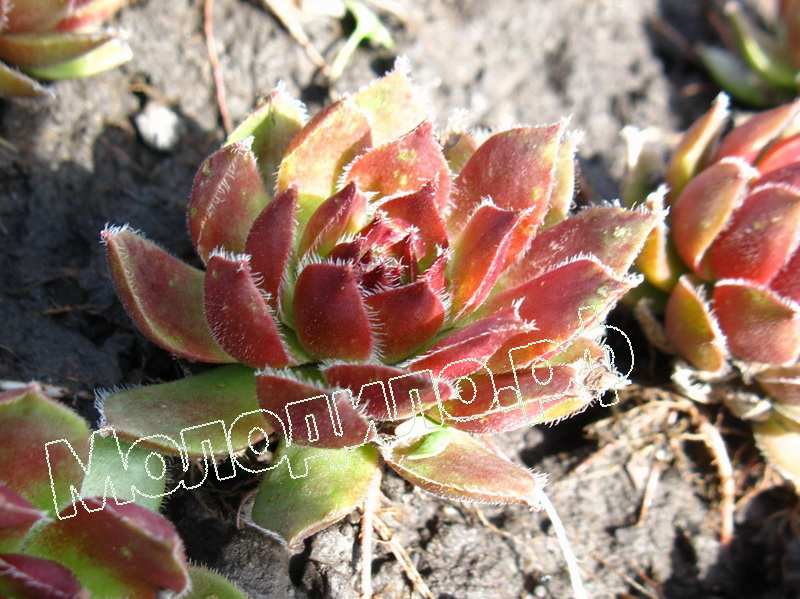 Sempervivum