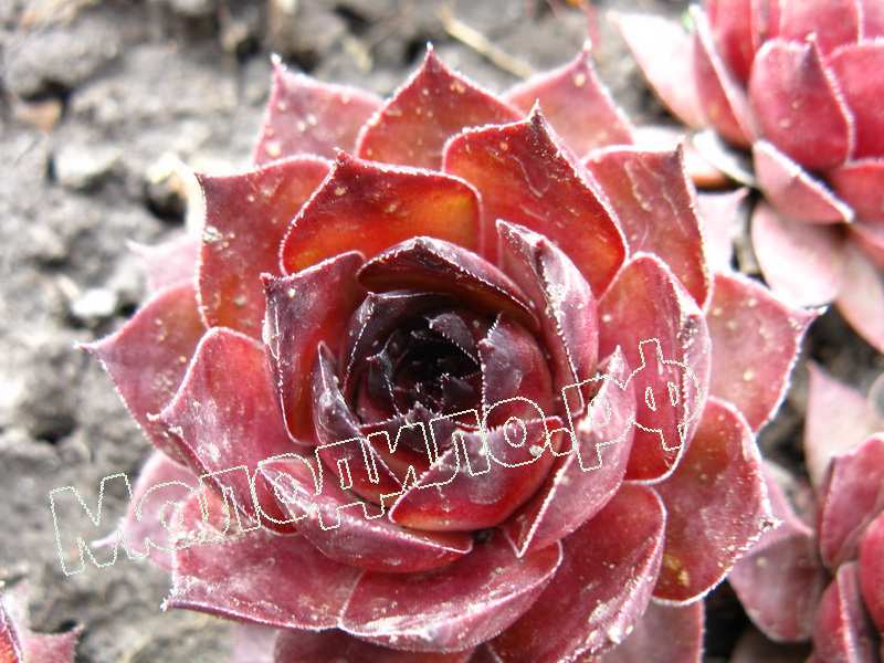 Sempervivum