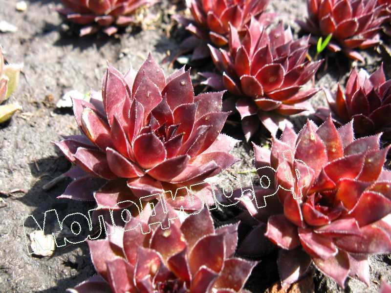 Sempervivum