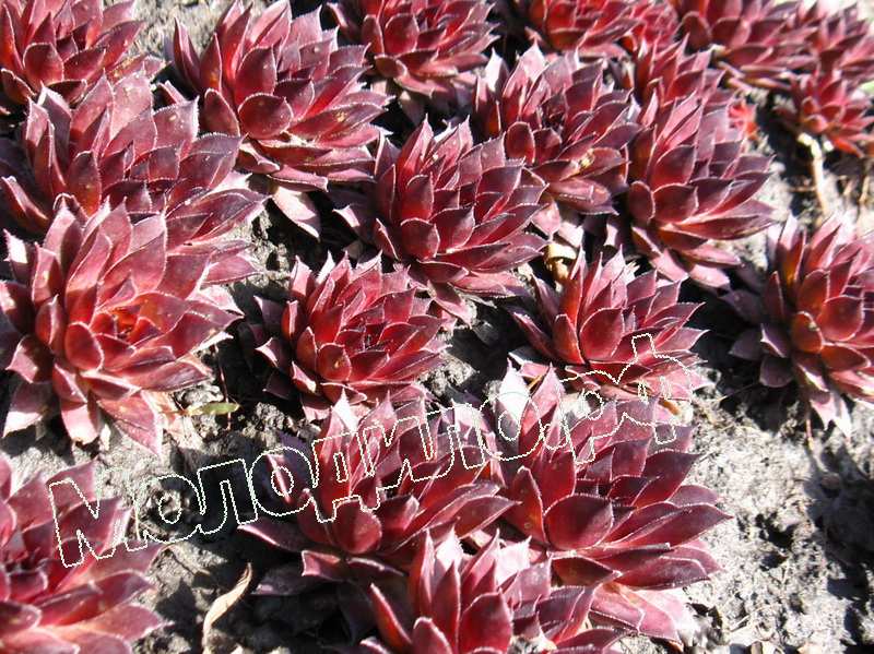 Sempervivum