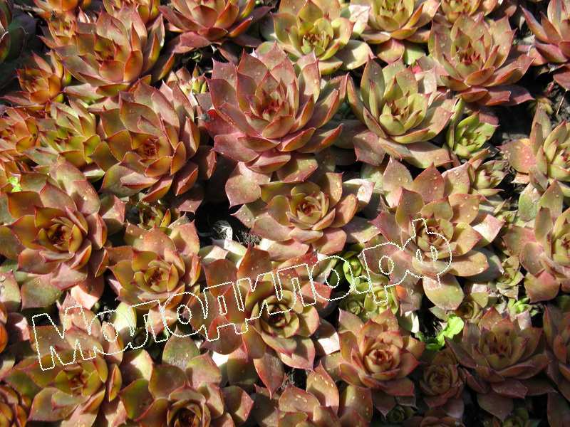 Sempervivum