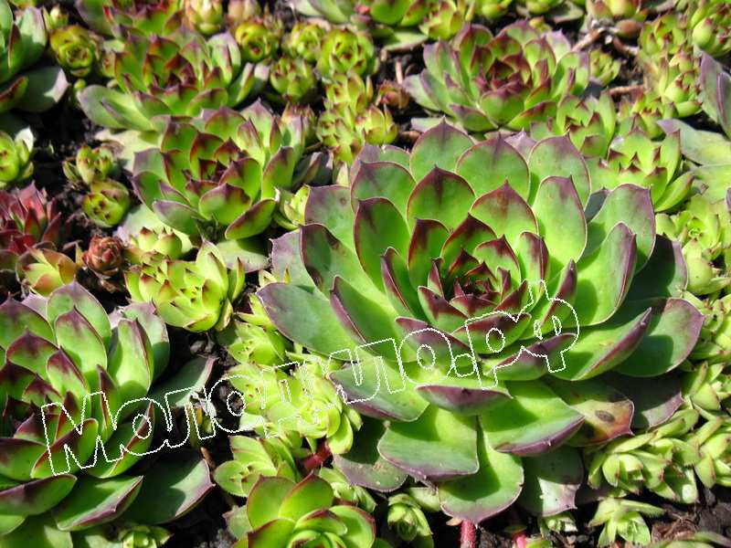 Sempervivum