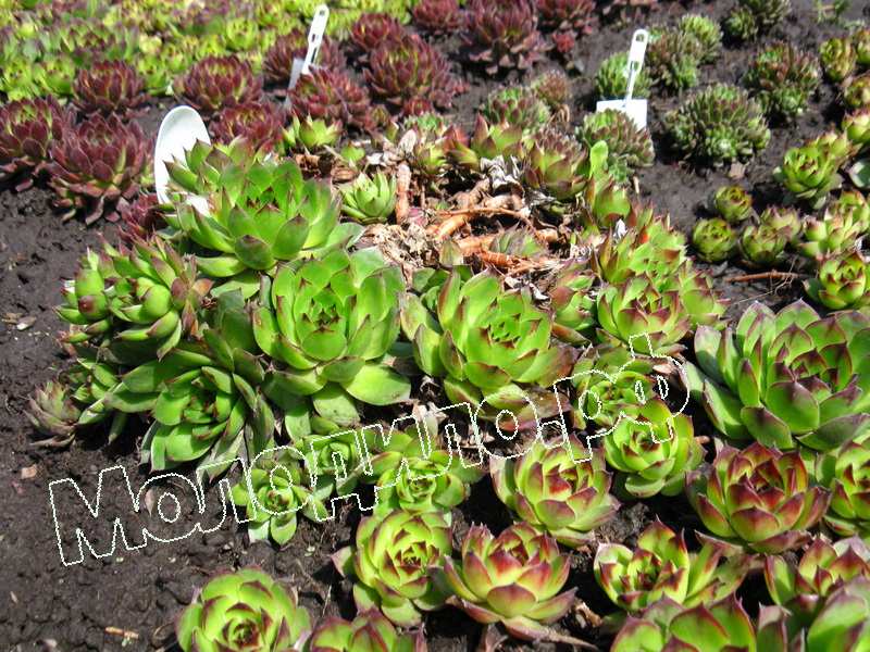 Sempervivum