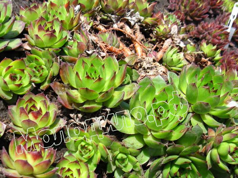 Sempervivum