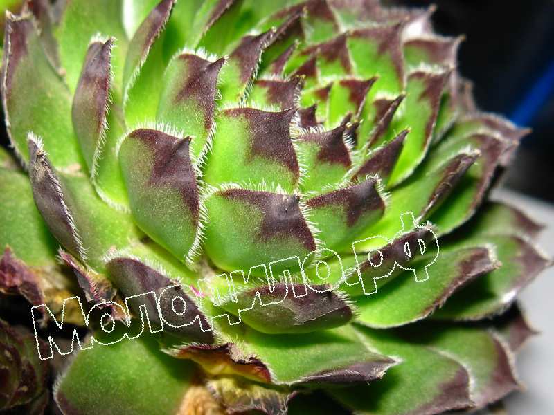 Sempervivum