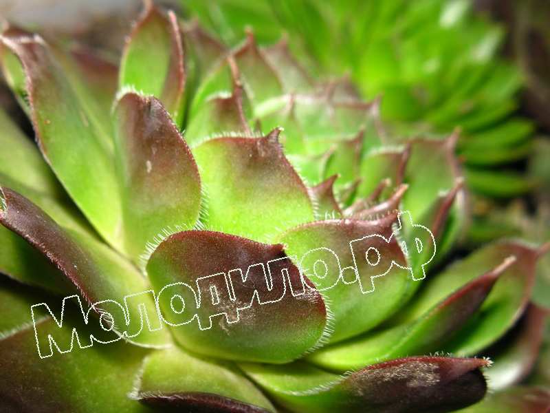 Sempervivum