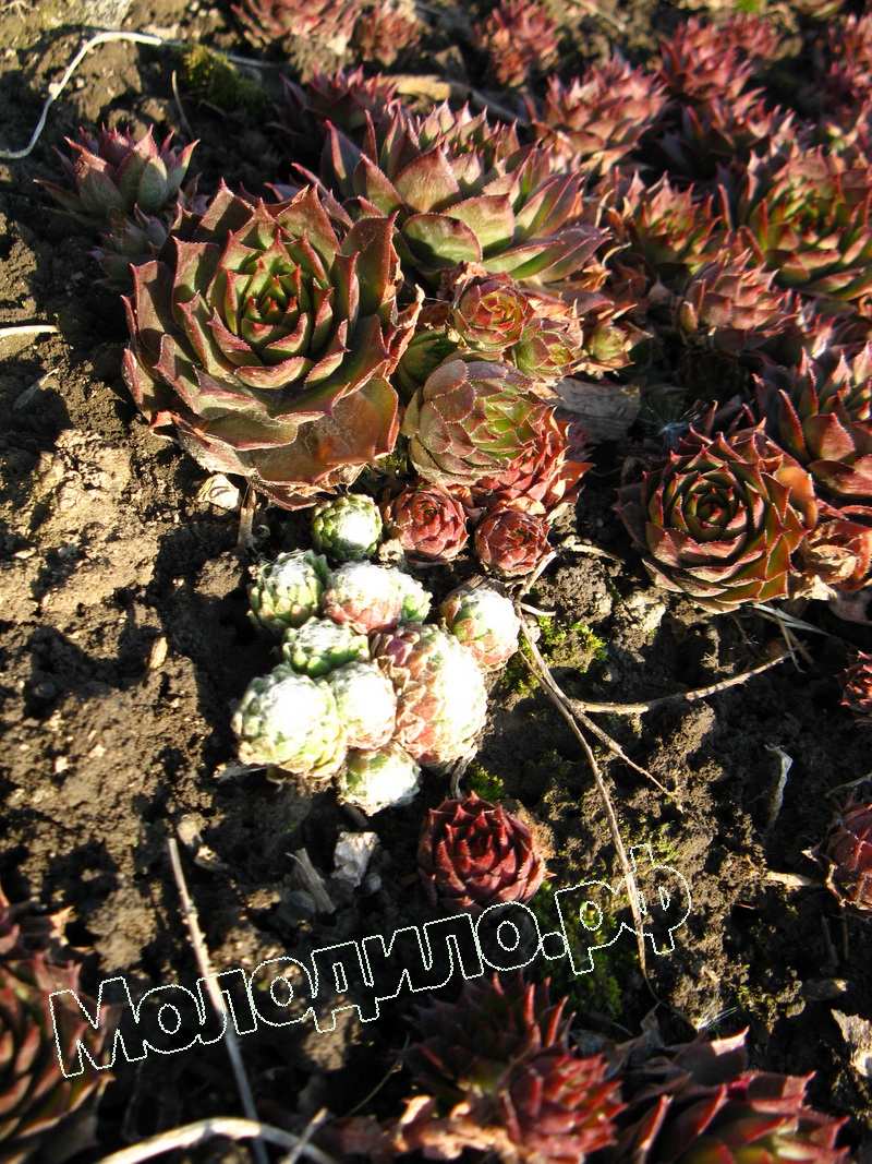 Sempervivum