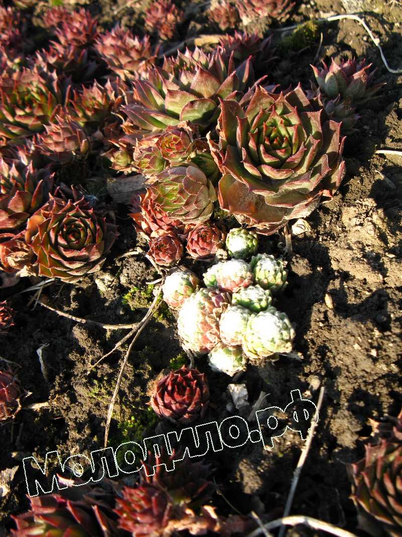 Sempervivum