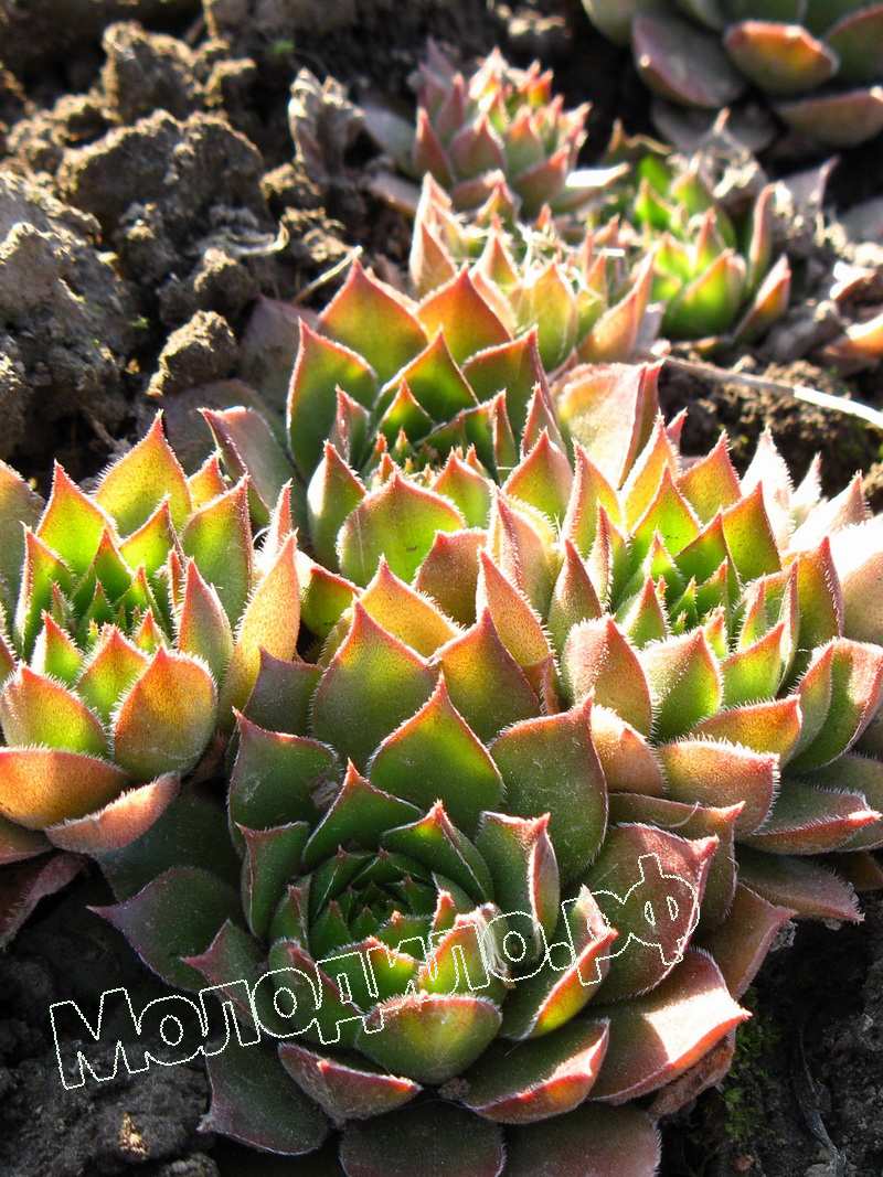 Sempervivum