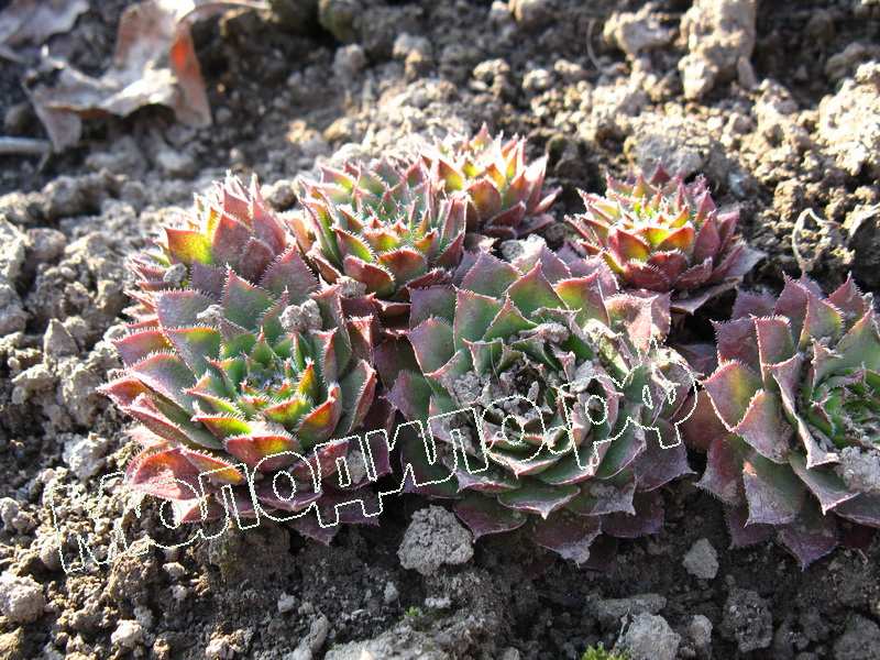 Sempervivum