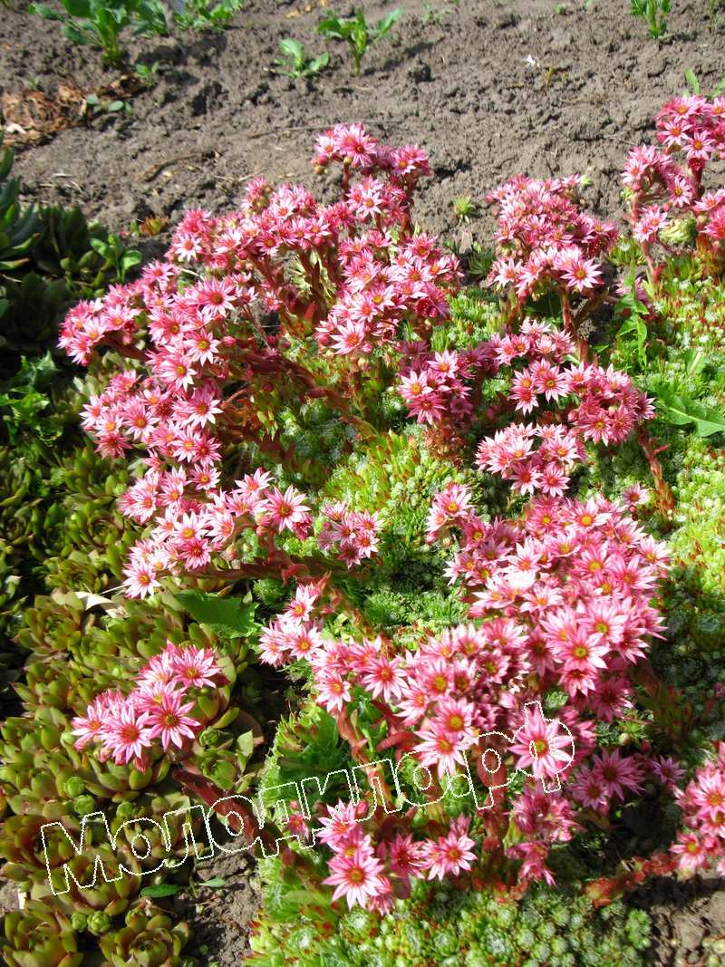 Sempervivum