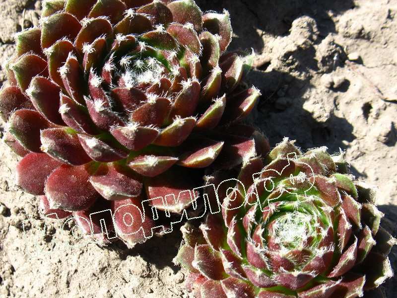 Sempervivum