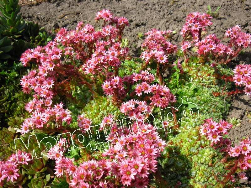 Sempervivum