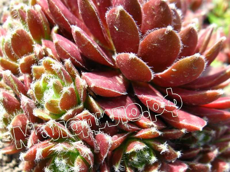 Sempervivum