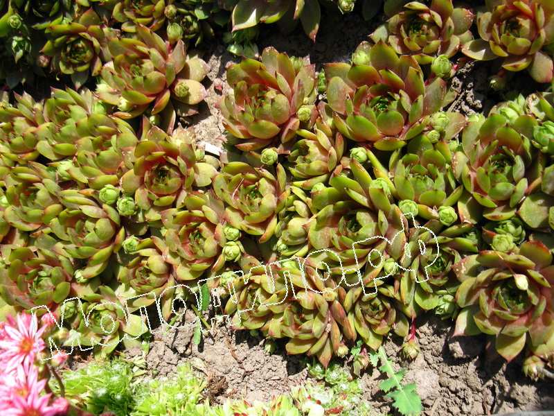 Sempervivum