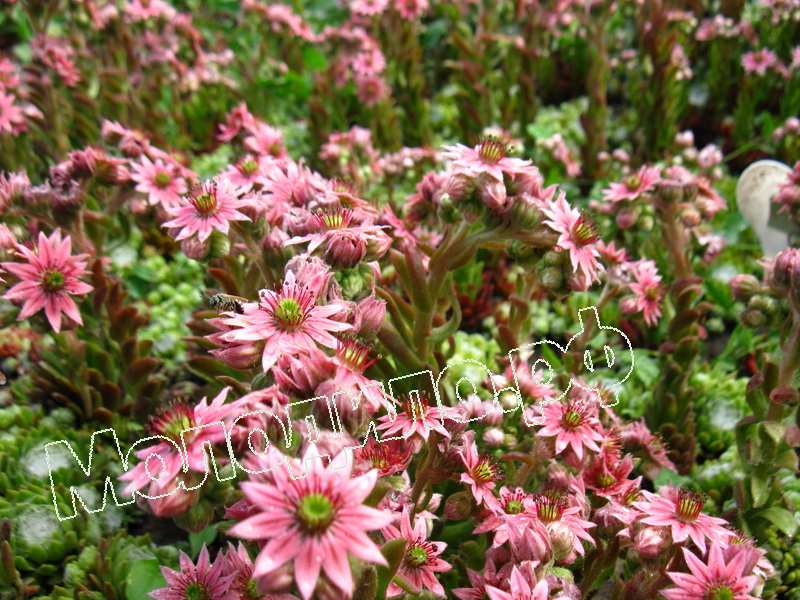 Sempervivum