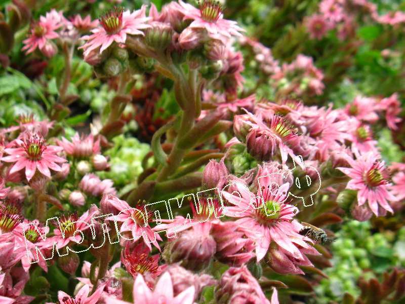 Sempervivum