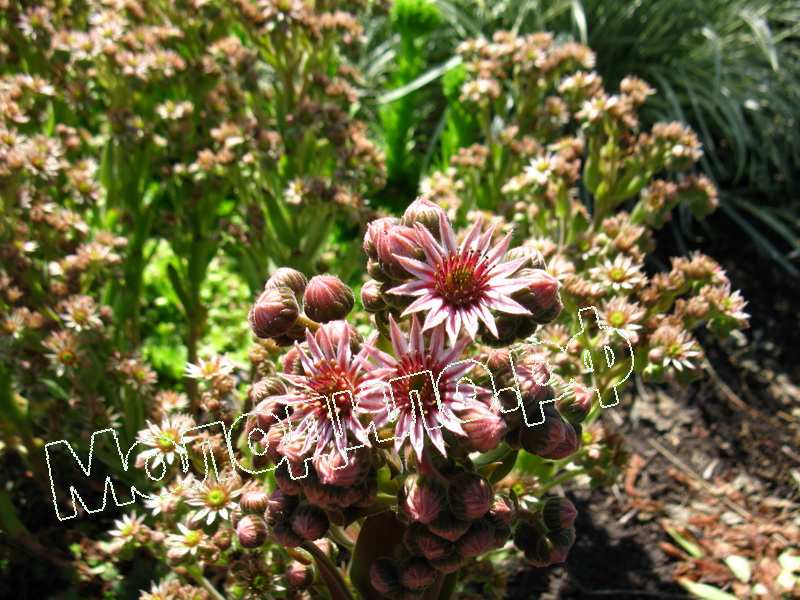 Sempervivum