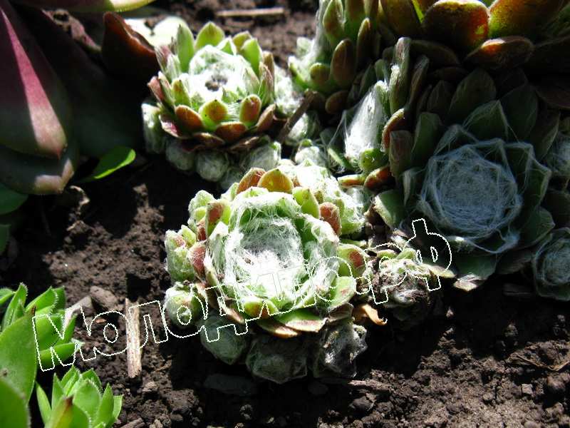 Sempervivum