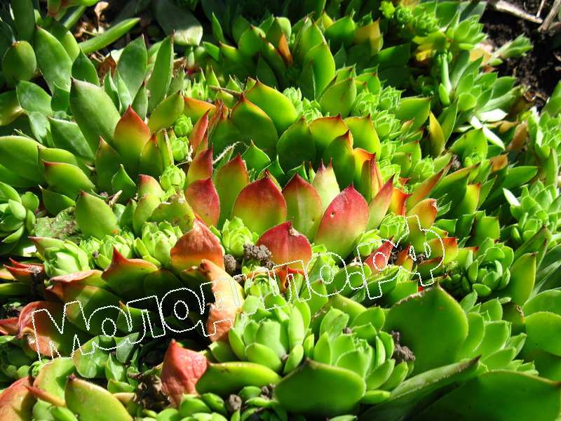 Sempervivum