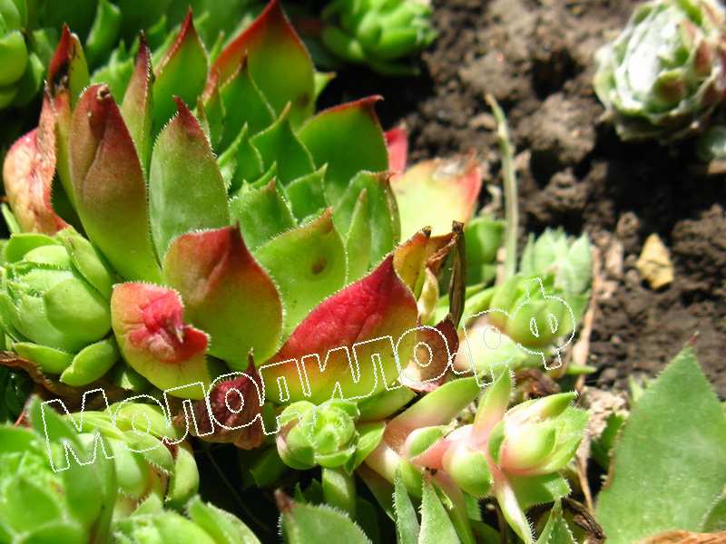 Sempervivum