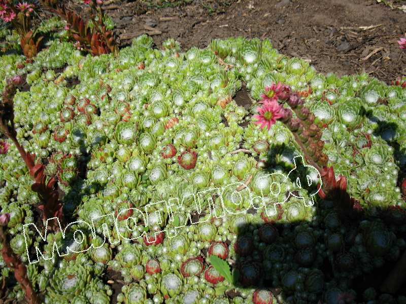 Sempervivum