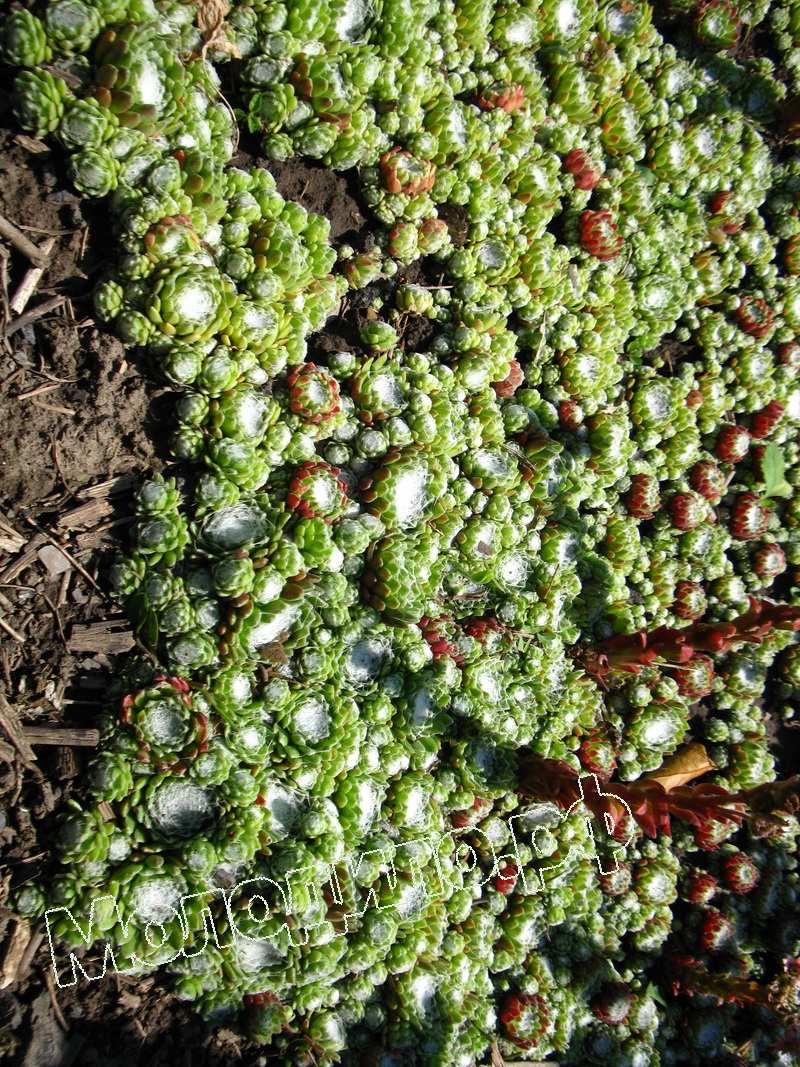 Sempervivum