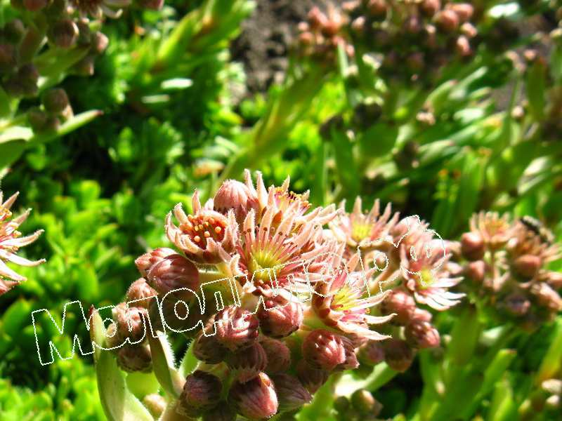 Sempervivum