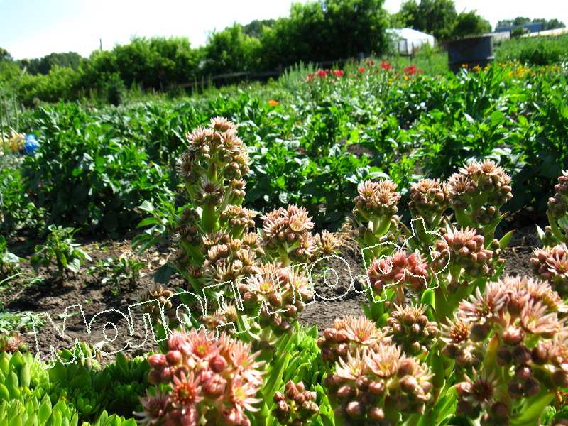 Sempervivum