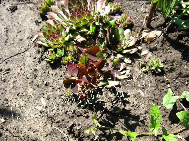 Sempervivum