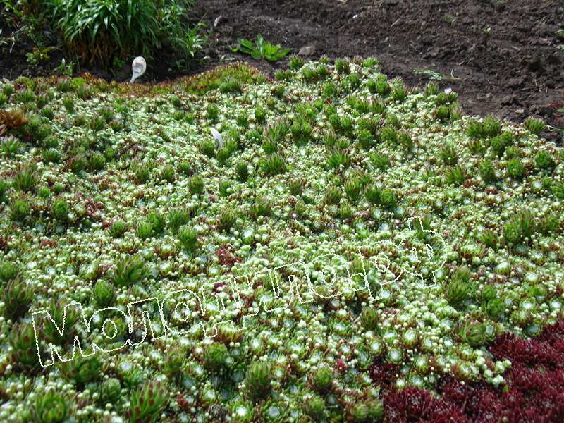 Sempervivum