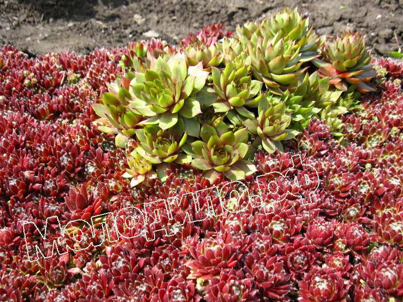 Sempervivum