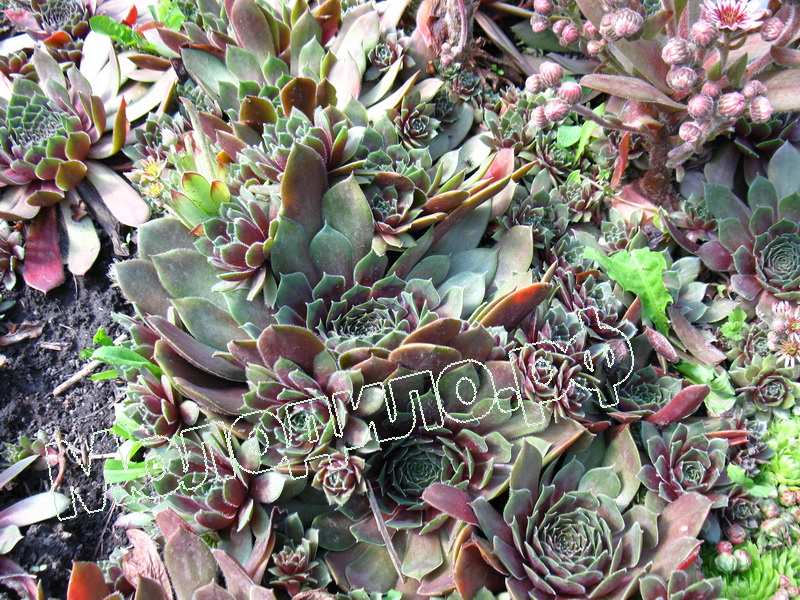 Sempervivum